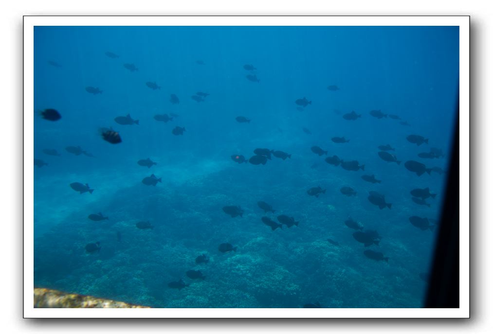 Maui-Reefdancer-153