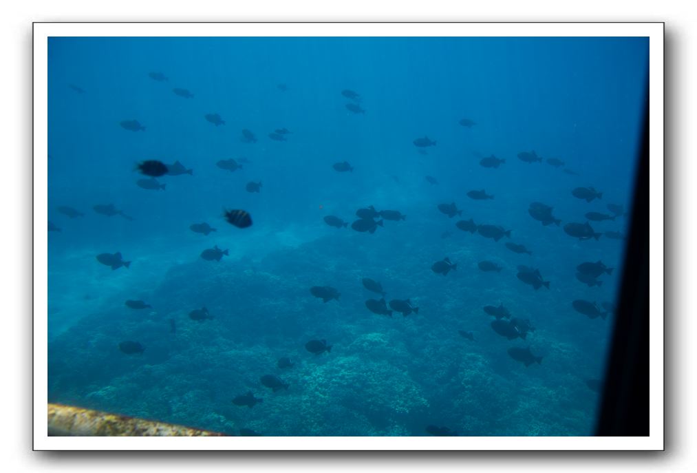 Maui-Reefdancer-154