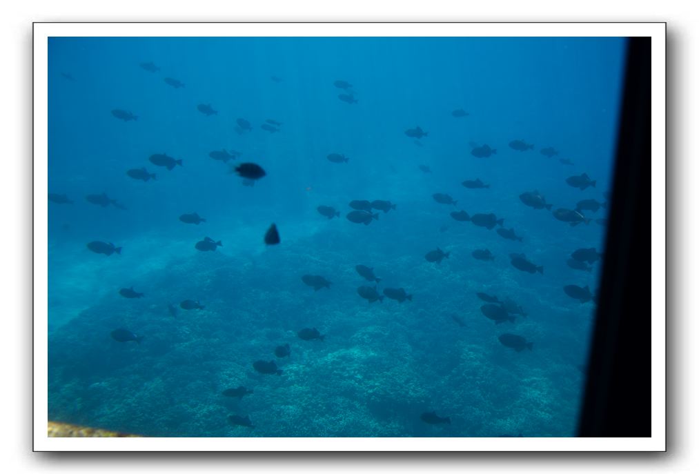 Maui-Reefdancer-155