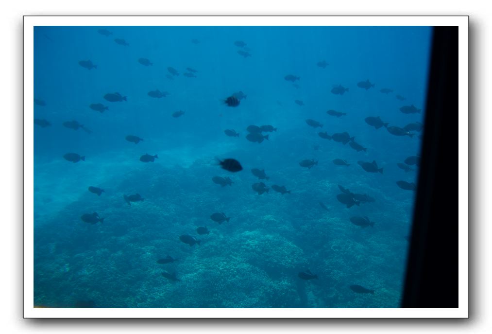 Maui-Reefdancer-156
