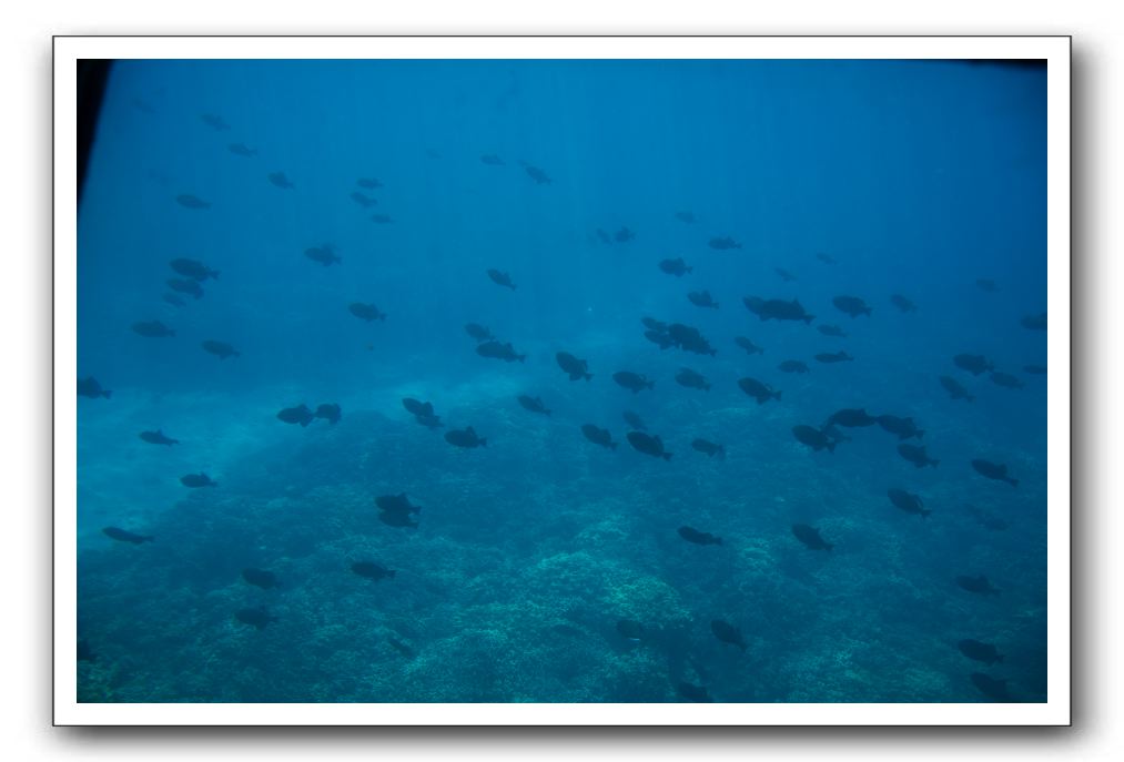 Maui-Reefdancer-157