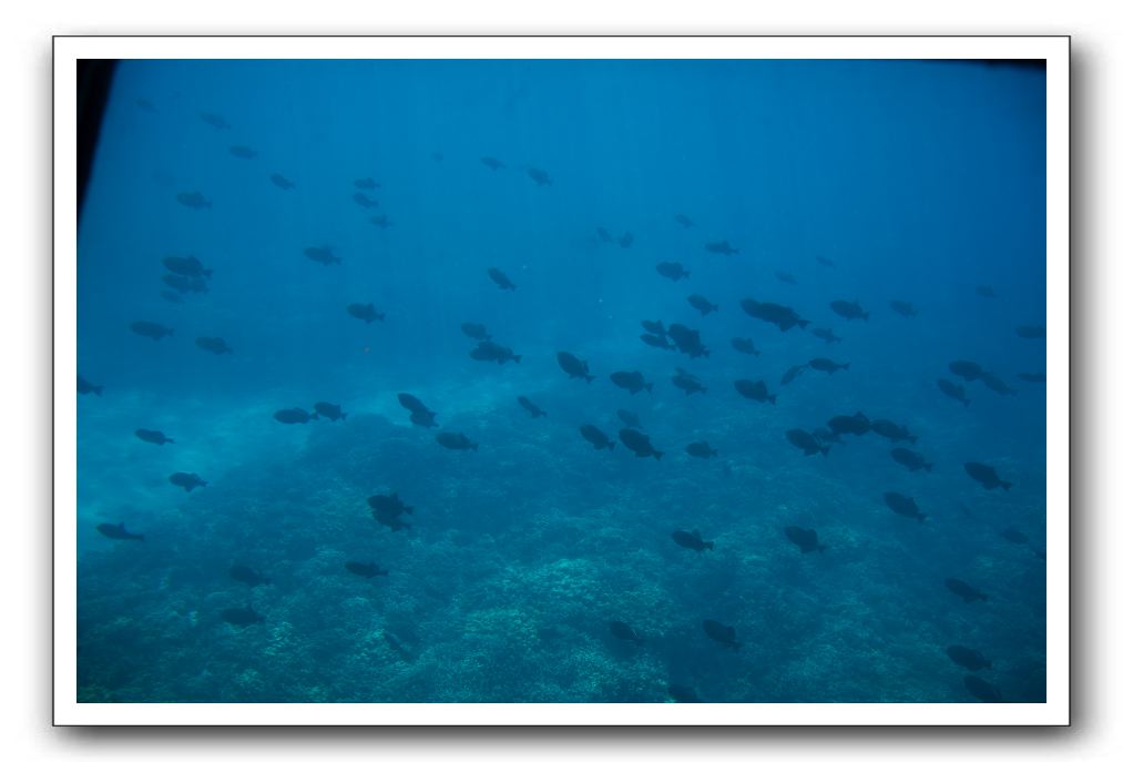 Maui-Reefdancer-158