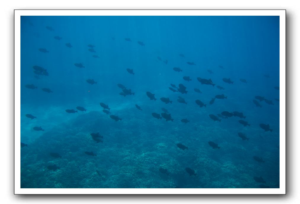 Maui-Reefdancer-159