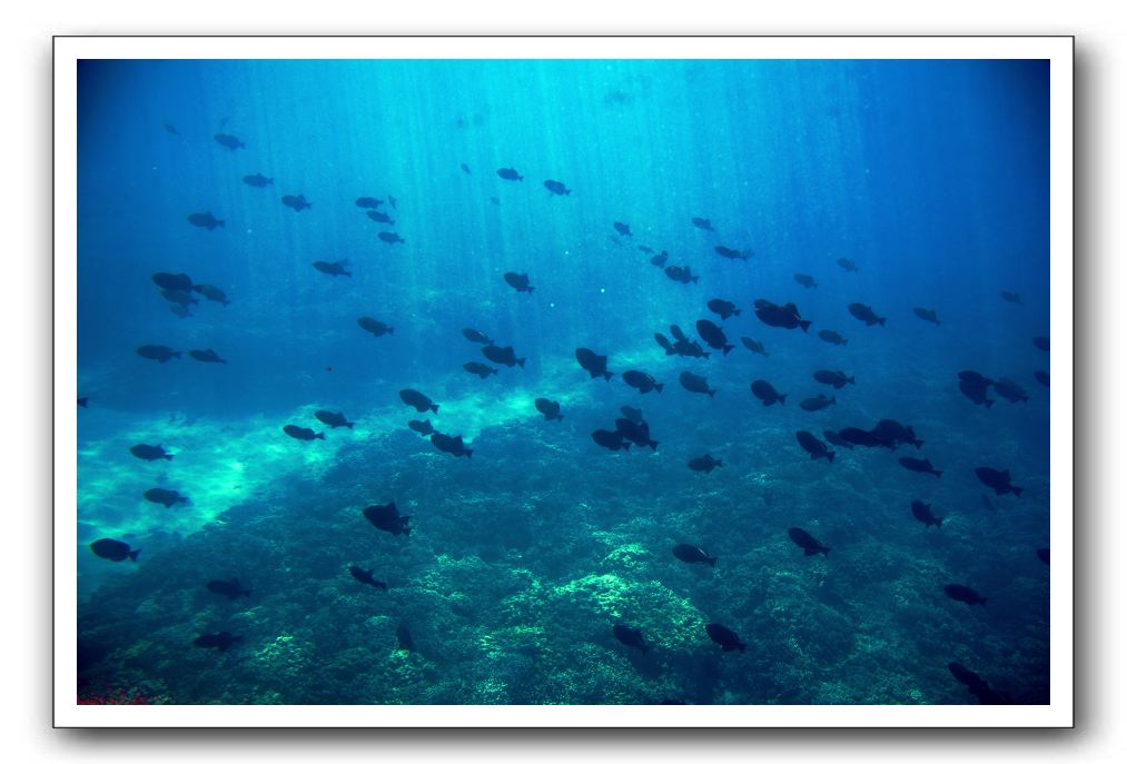 Maui-Reefdancer-160