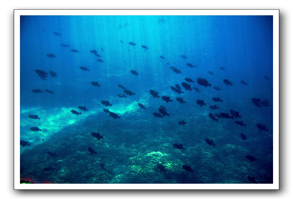 Maui-Reefdancer-161