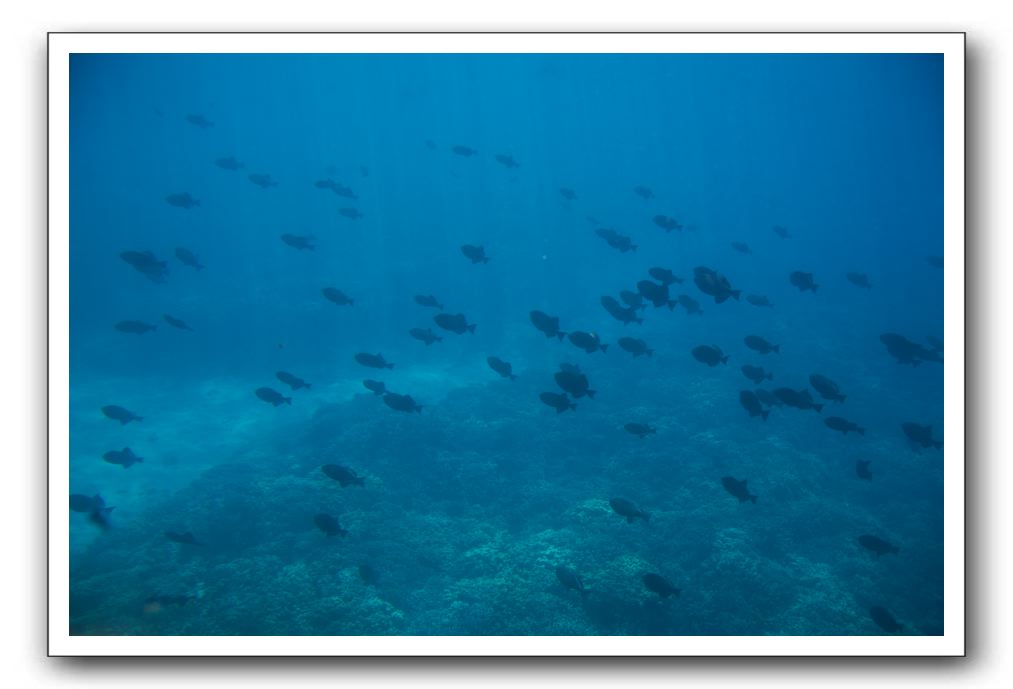 Maui-Reefdancer-162