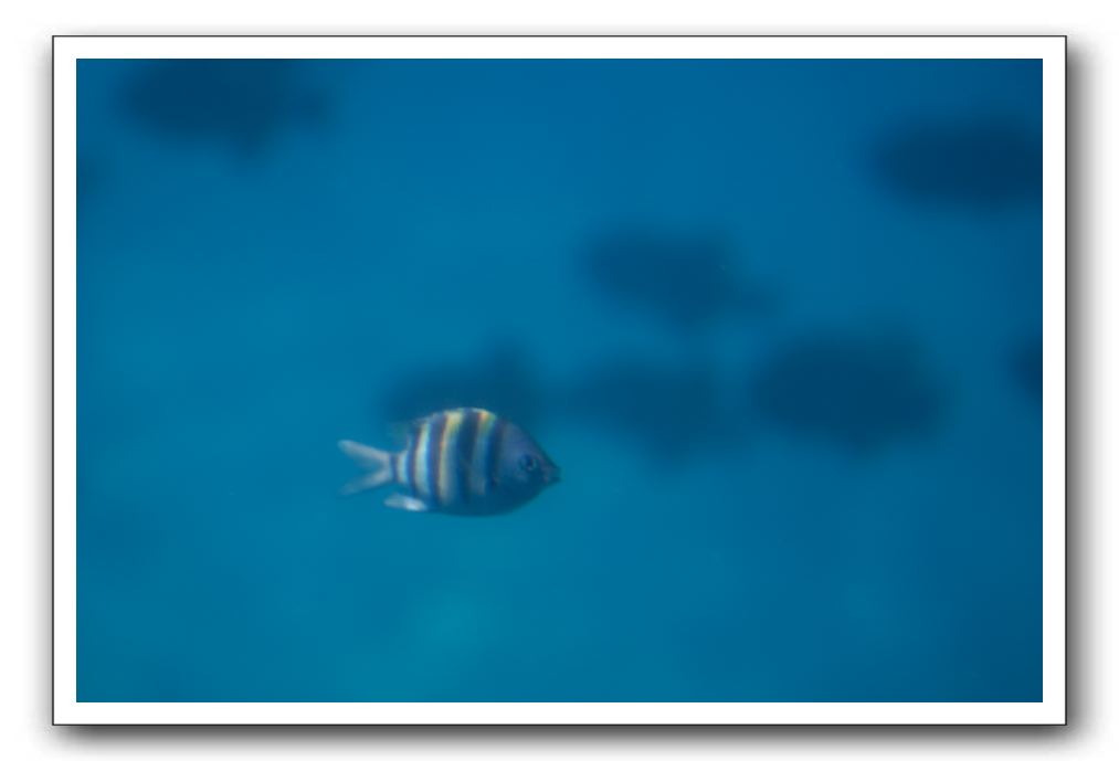 Maui-Reefdancer-164