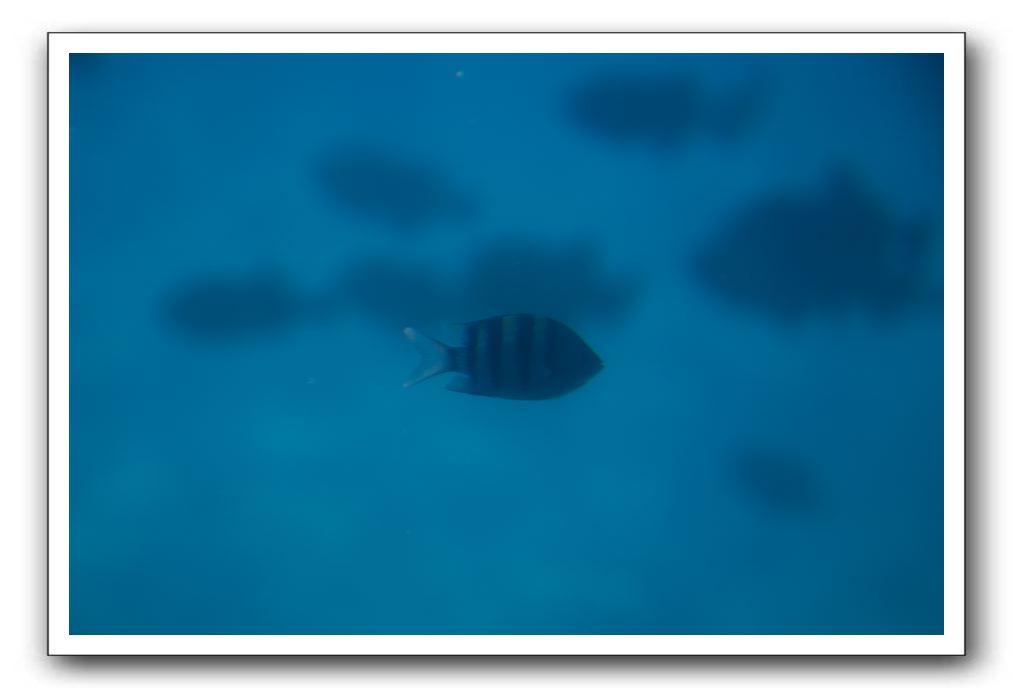 Maui-Reefdancer-165