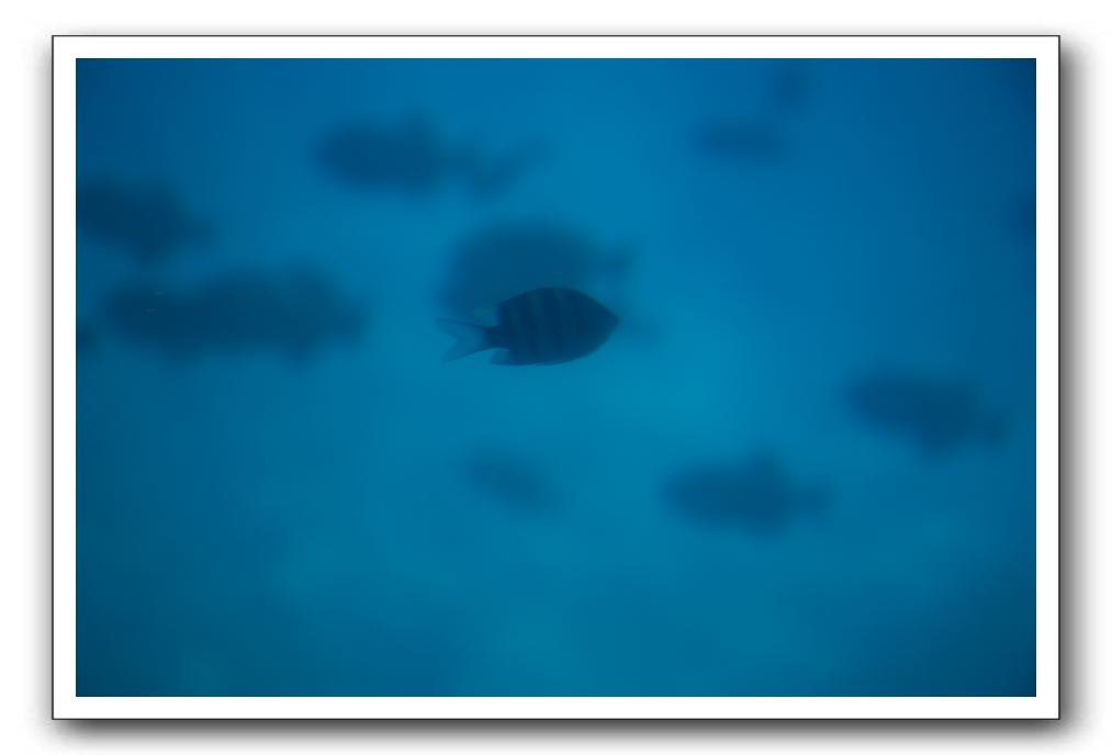 Maui-Reefdancer-166