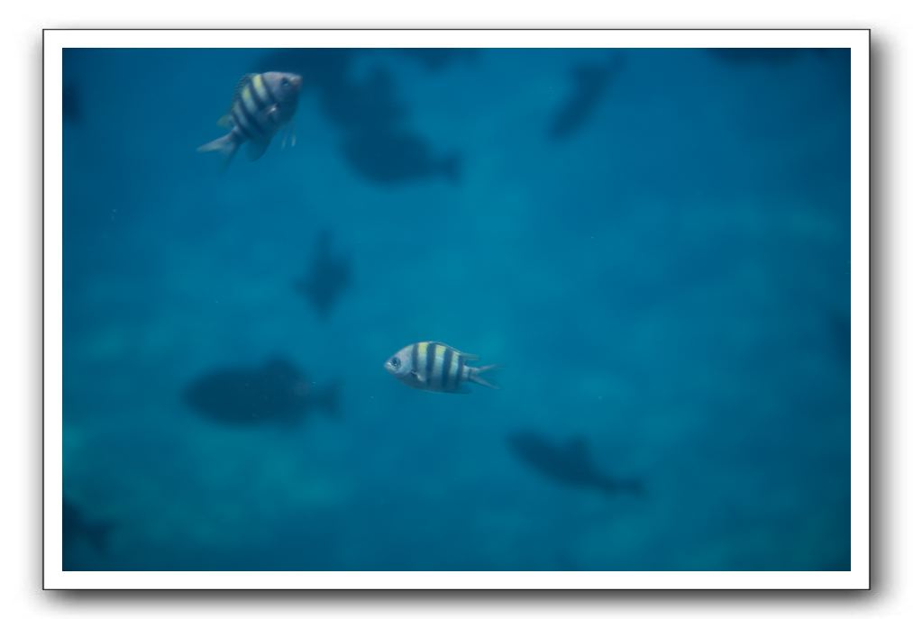Maui-Reefdancer-167