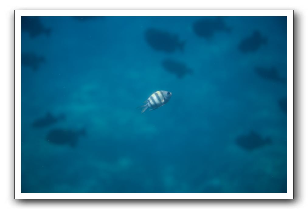 Maui-Reefdancer-168