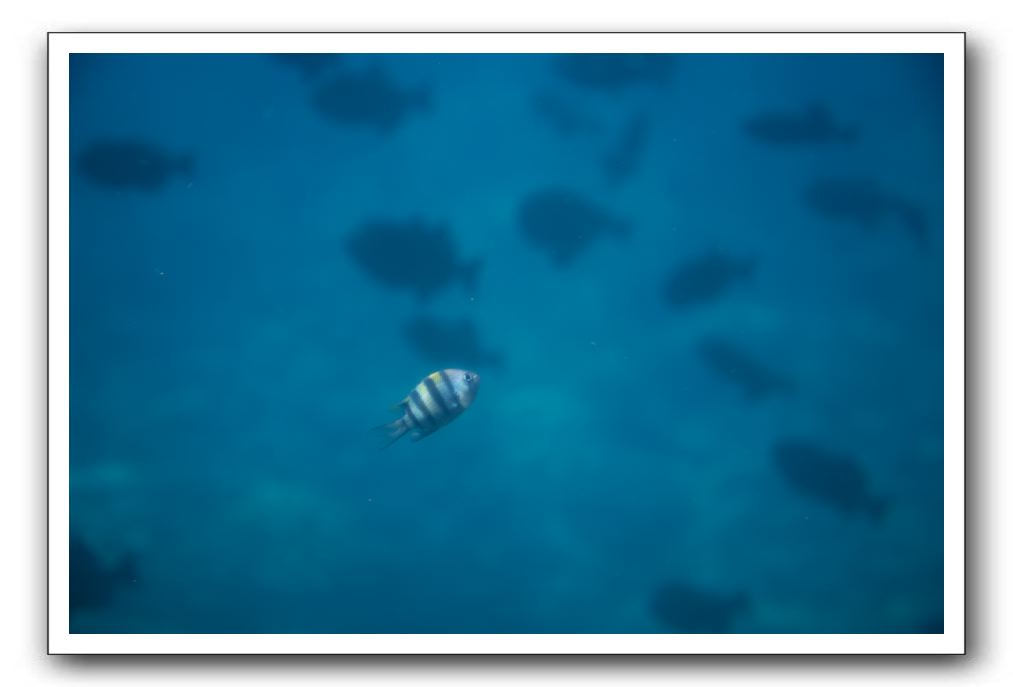 Maui-Reefdancer-169