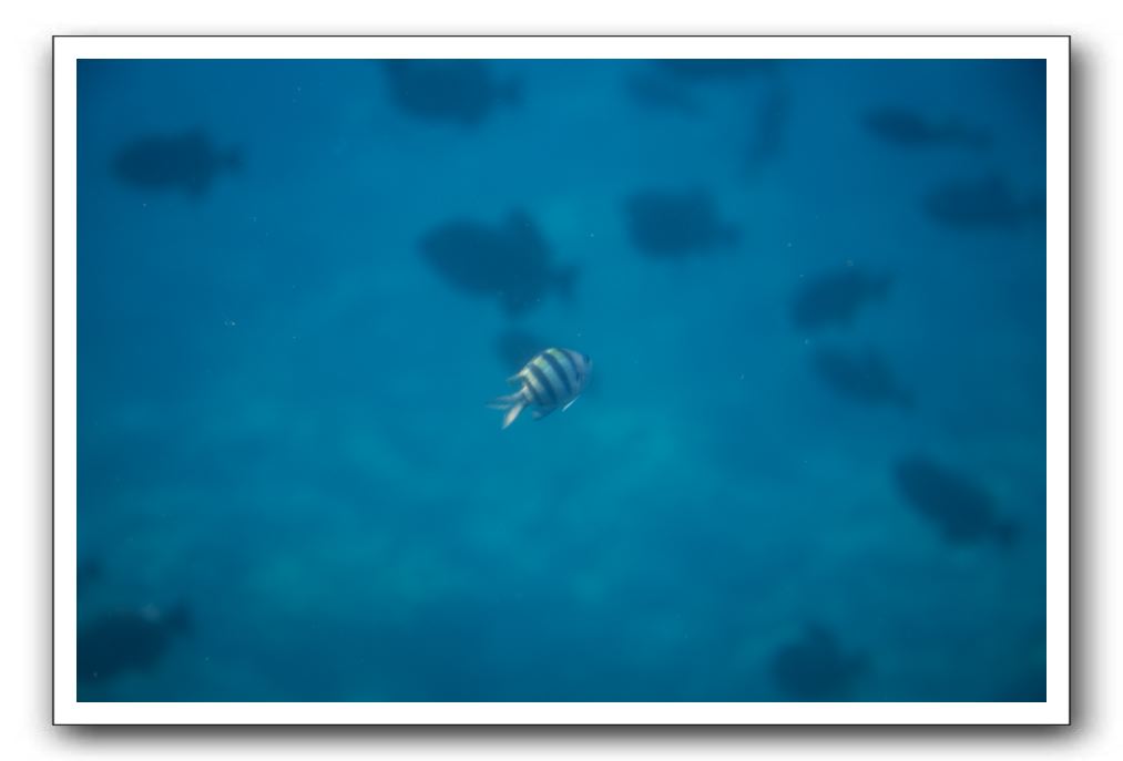 Maui-Reefdancer-170