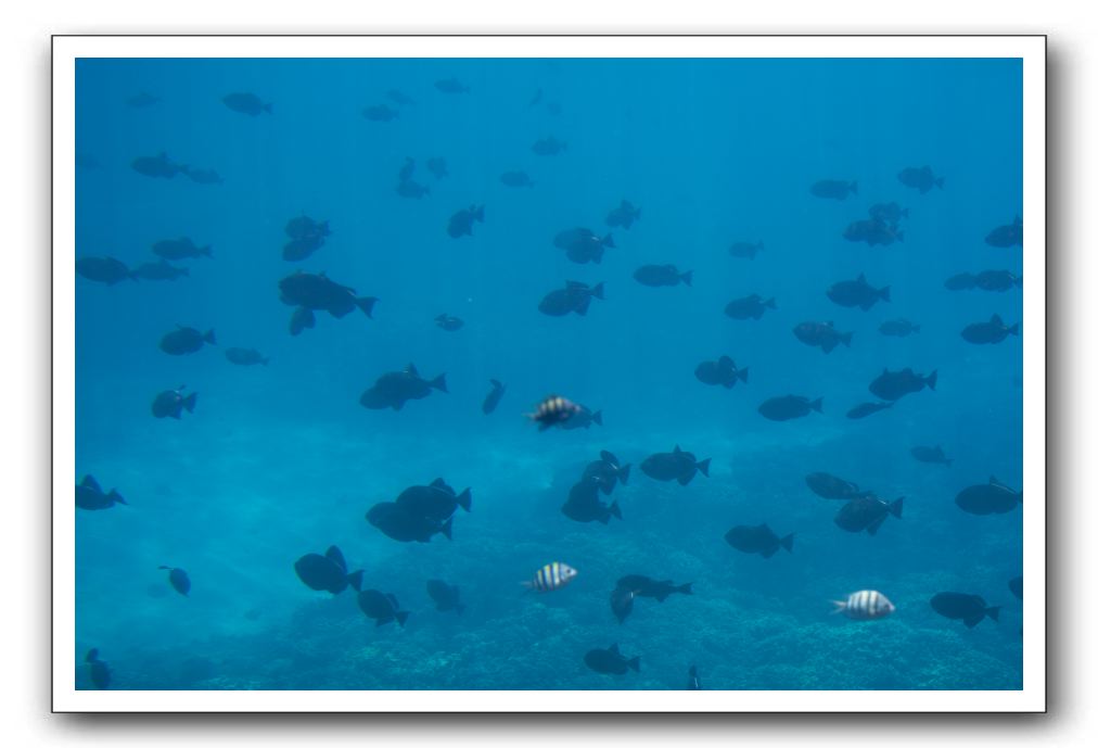 Maui-Reefdancer-171