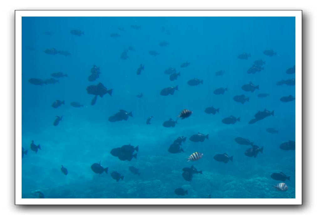 Maui-Reefdancer-172