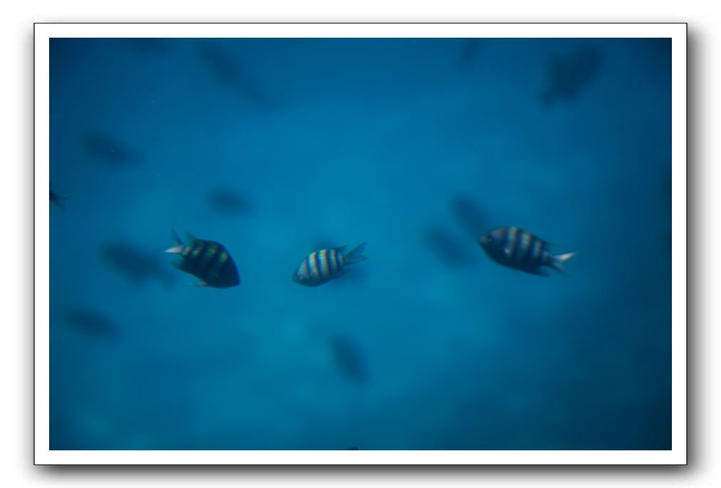 Maui-Reefdancer-174