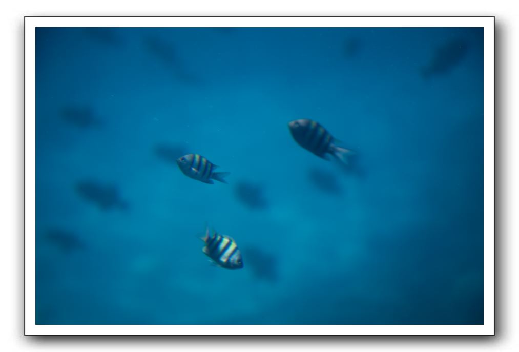 Maui-Reefdancer-175