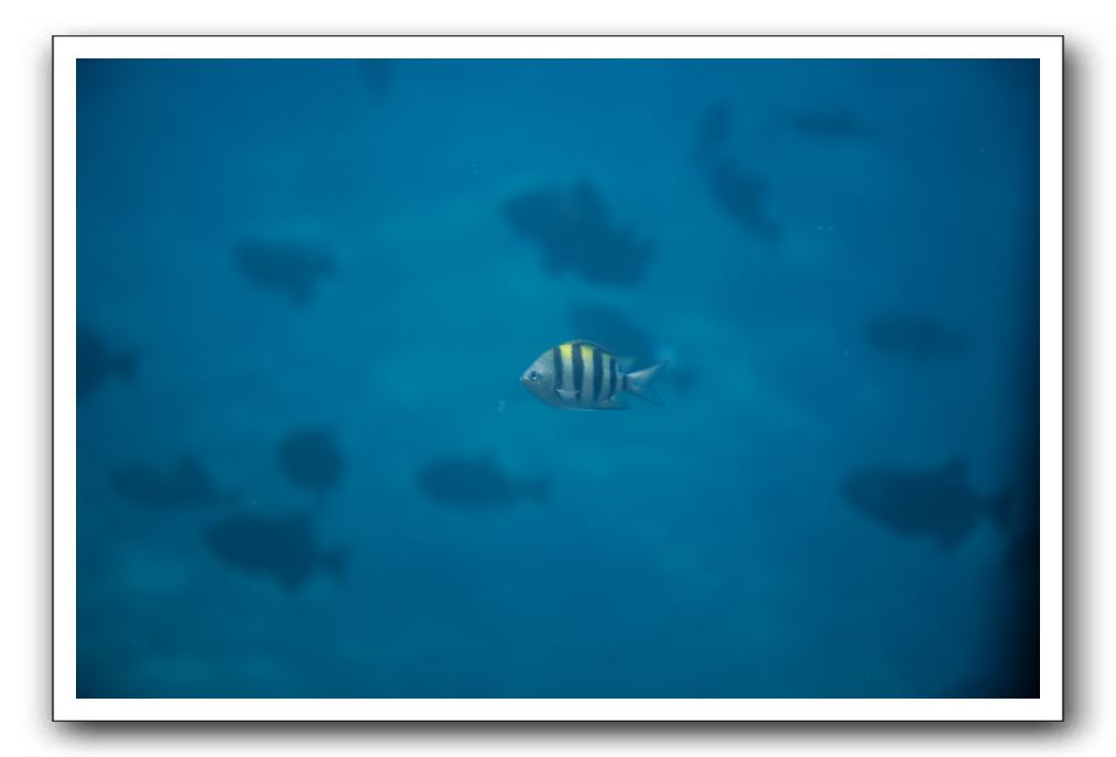 Maui-Reefdancer-176