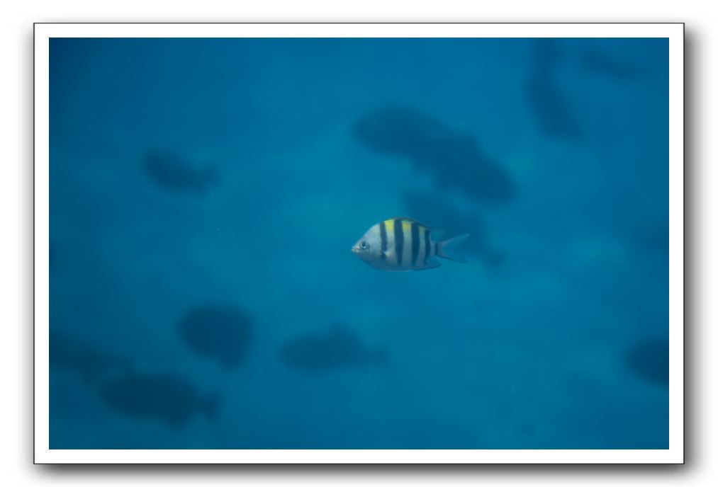 Maui-Reefdancer-177