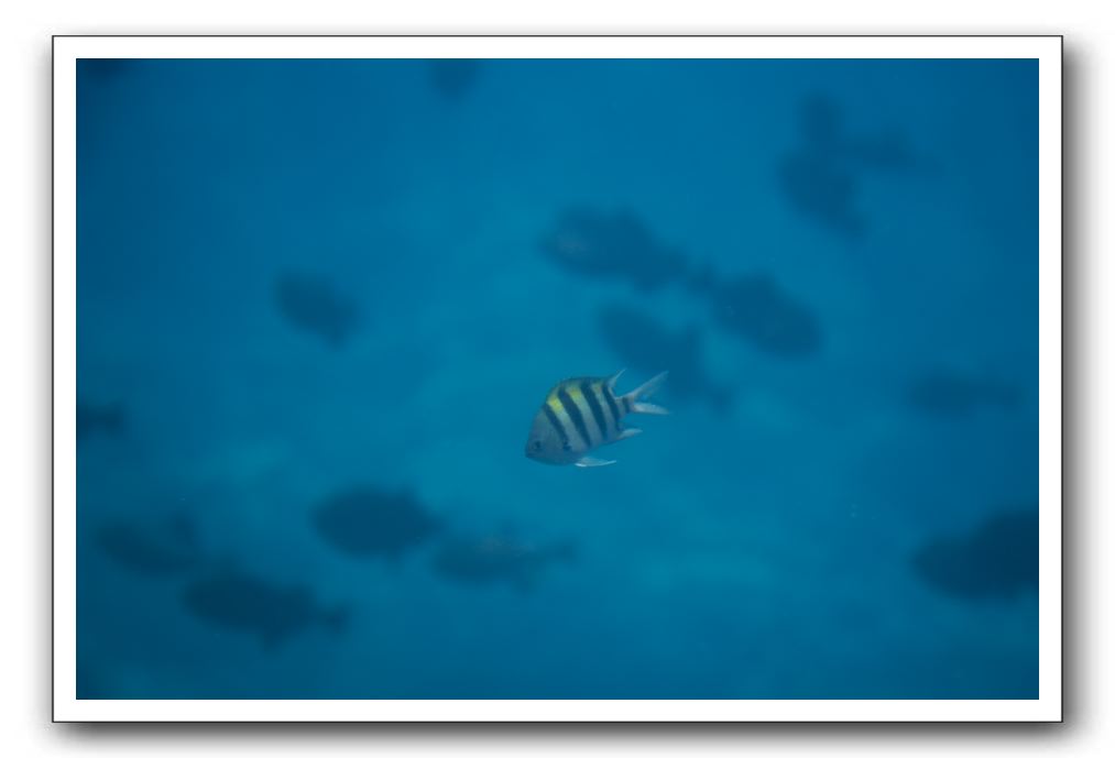 Maui-Reefdancer-178