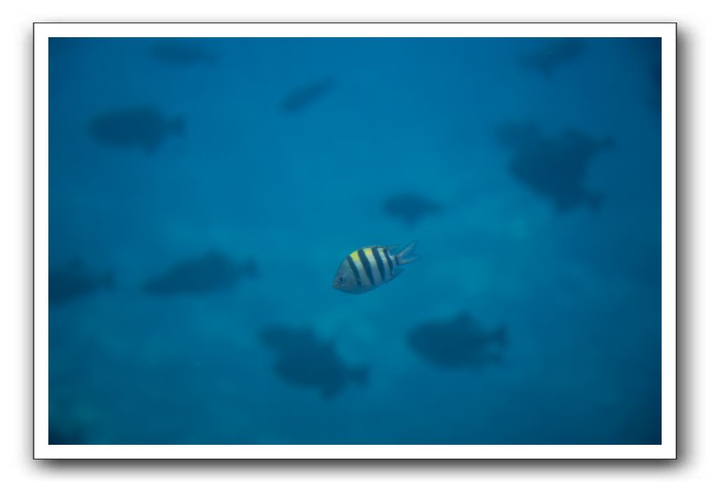 Maui-Reefdancer-179