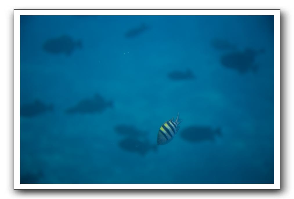 Maui-Reefdancer-180