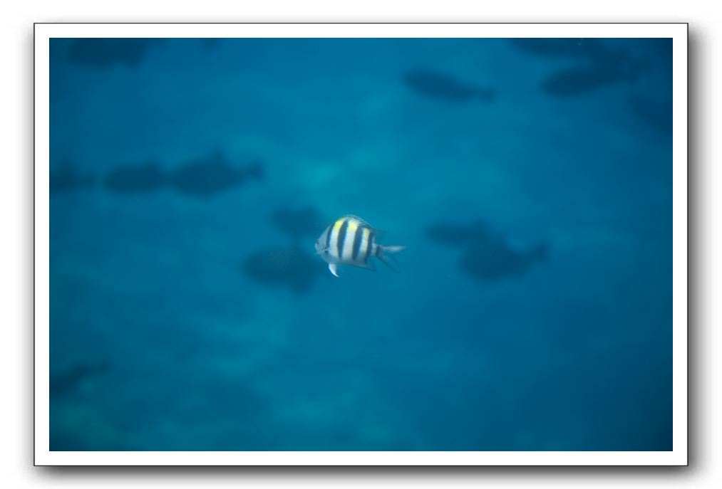 Maui-Reefdancer-181