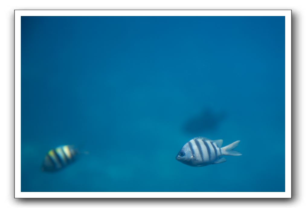 Maui-Reefdancer-186