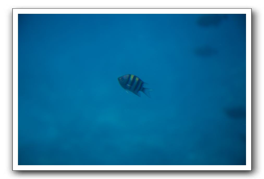 Maui-Reefdancer-188