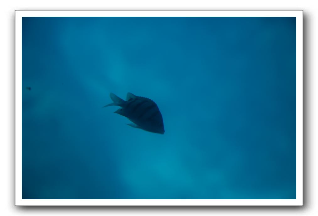 Maui-Reefdancer-189