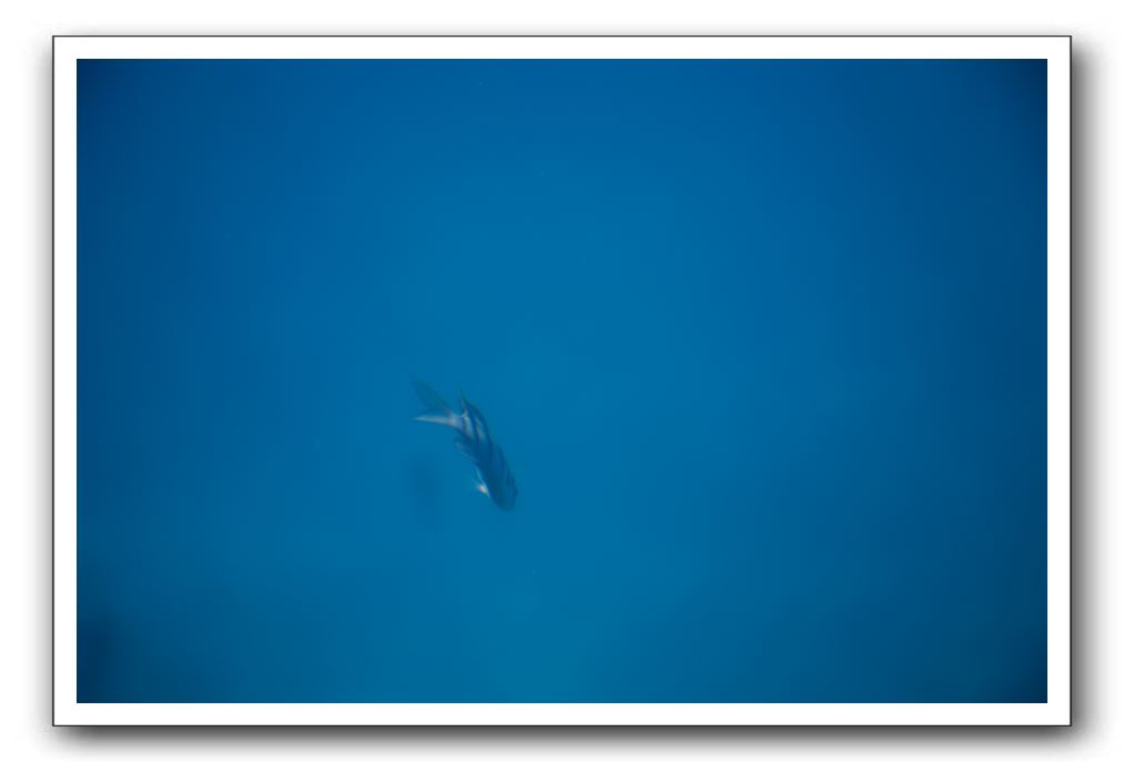 Maui-Reefdancer-194