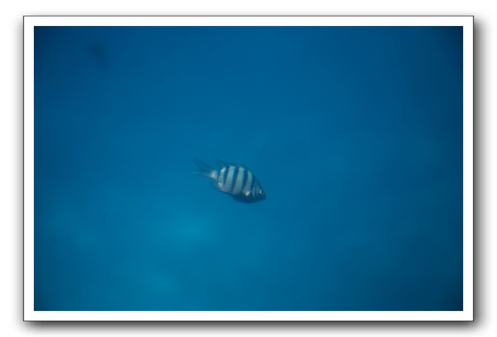 Maui-Reefdancer-195