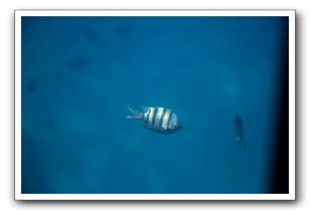 Maui-Reefdancer-196