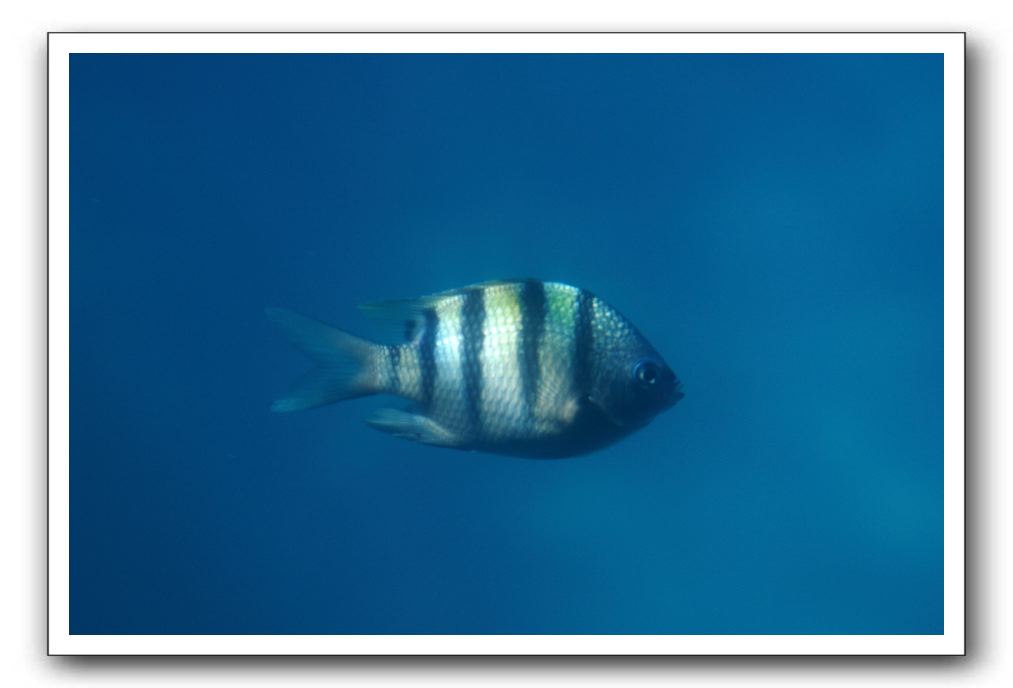 Maui-Reefdancer-197