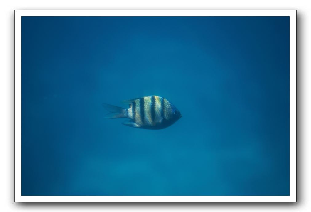 Maui-Reefdancer-198