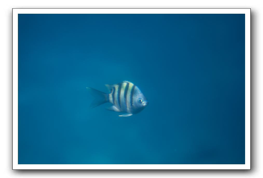 Maui-Reefdancer-199