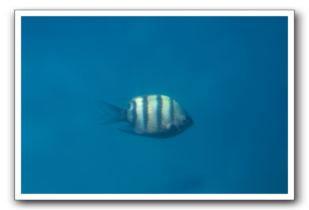 Maui-Reefdancer-200