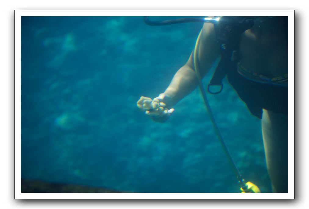 Maui-Reefdancer-201