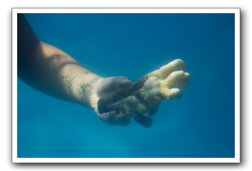 Maui-Reefdancer-206