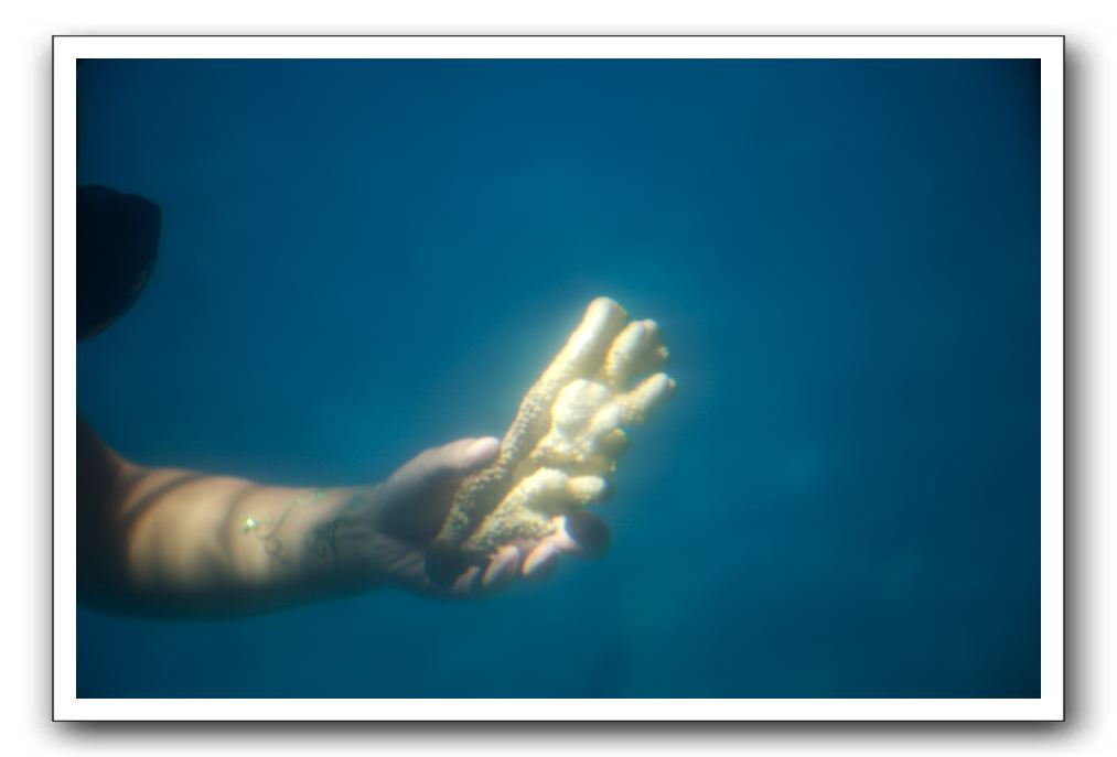 Maui-Reefdancer-210