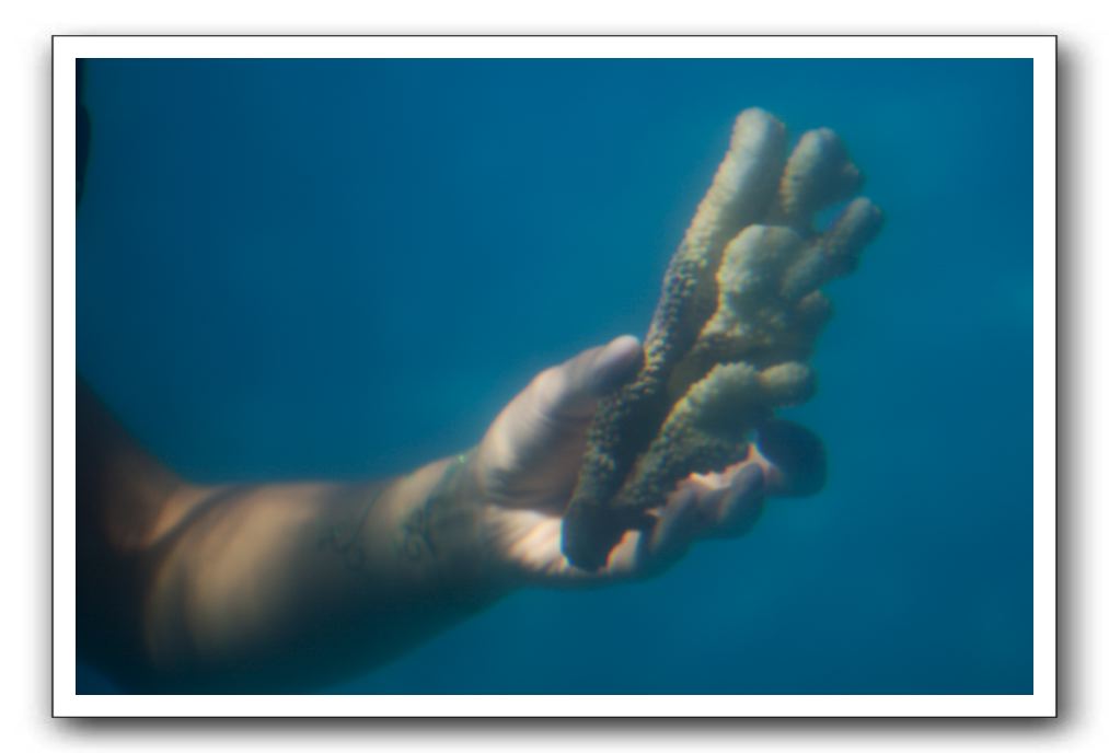 Maui-Reefdancer-211