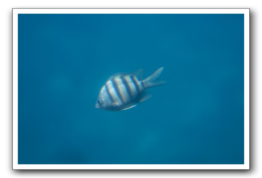 Maui-Reefdancer-212
