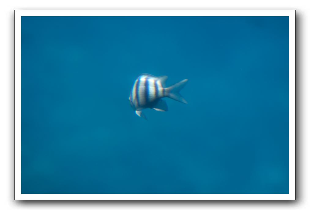 Maui-Reefdancer-213