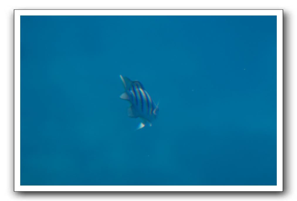 Maui-Reefdancer-214