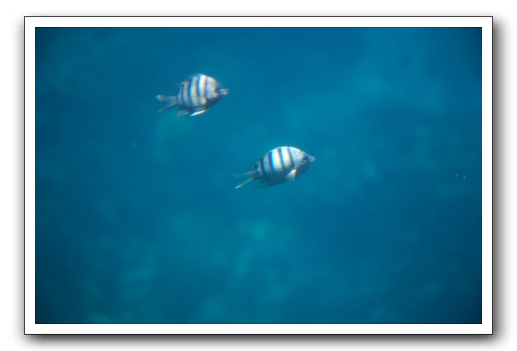 Maui-Reefdancer-215