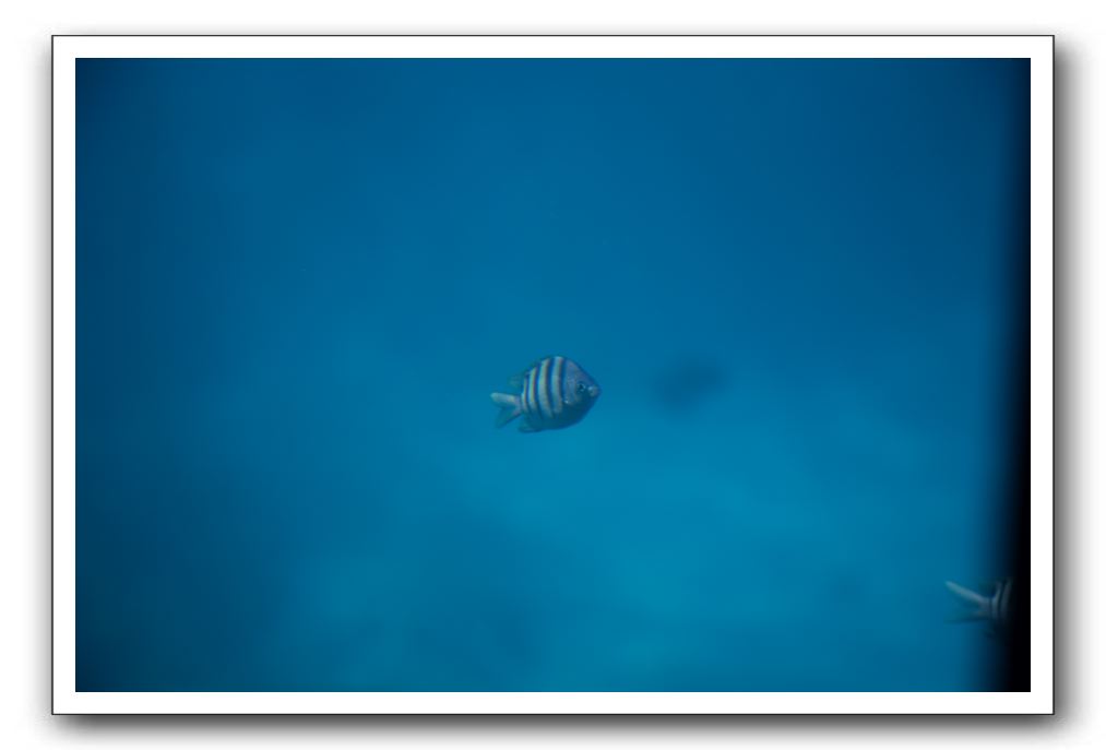 Maui-Reefdancer-216