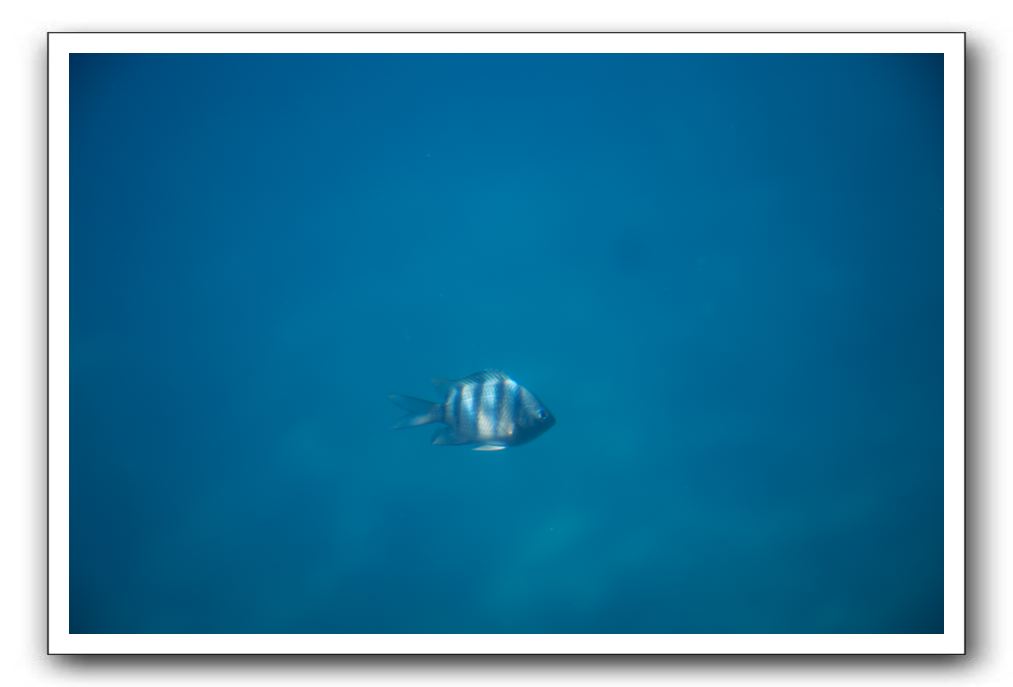Maui-Reefdancer-217