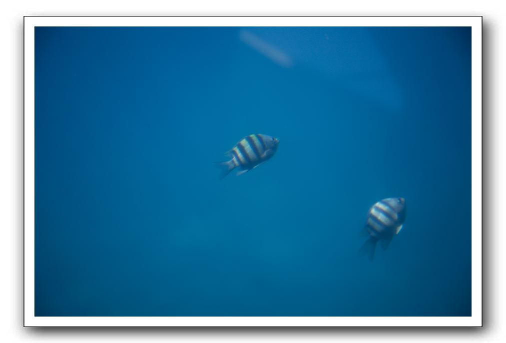 Maui-Reefdancer-218