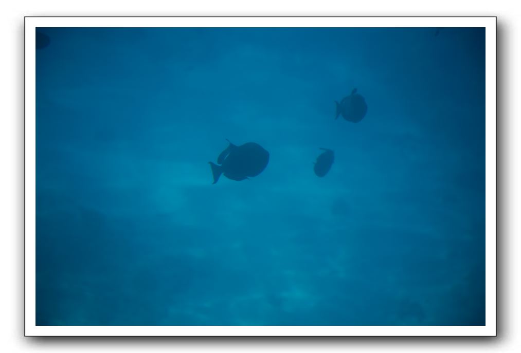 Maui-Reefdancer-219