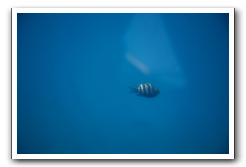 Maui-Reefdancer-221
